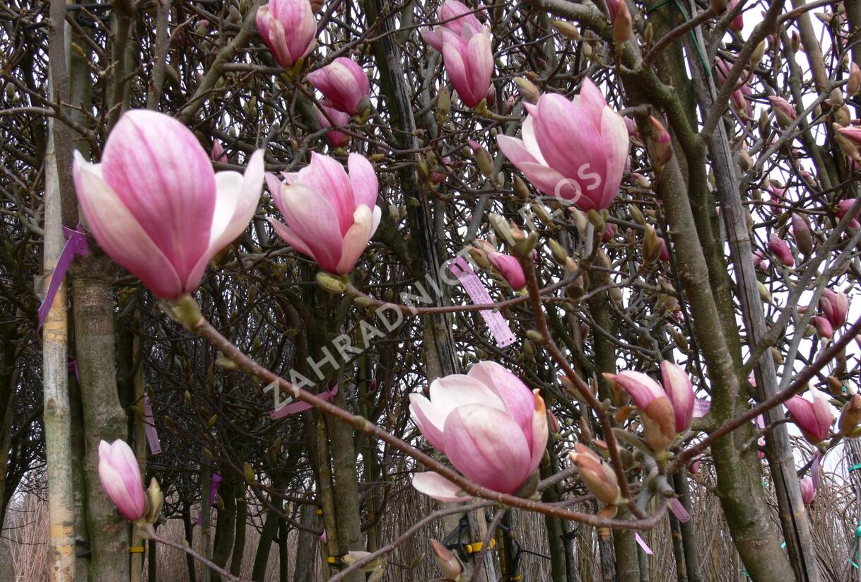 Šácholan Soulangeanův - Magnolia soulangeana