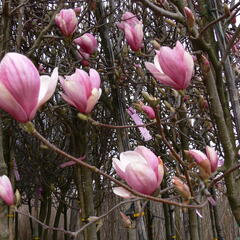 Šácholan Soulangeanův - Magnolia soulangeana