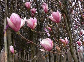 Šácholan Soulangeanův - Magnolia soulangeana