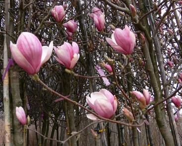 Šácholan Soulangeanův