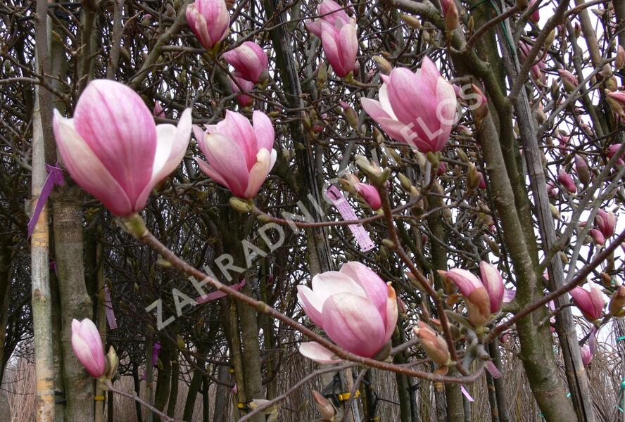 Šácholan Soulangeanův - Magnolia soulangeana