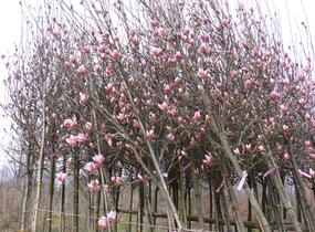 Šácholan Soulangeanův - Magnolia soulangeana