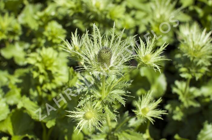 Máčka alpská 'Blue Star' - Eryngium alpinum 'Blue Star'