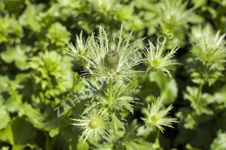 Máčka alpská 'Blue Star' - Eryngium alpinum 'Blue Star'