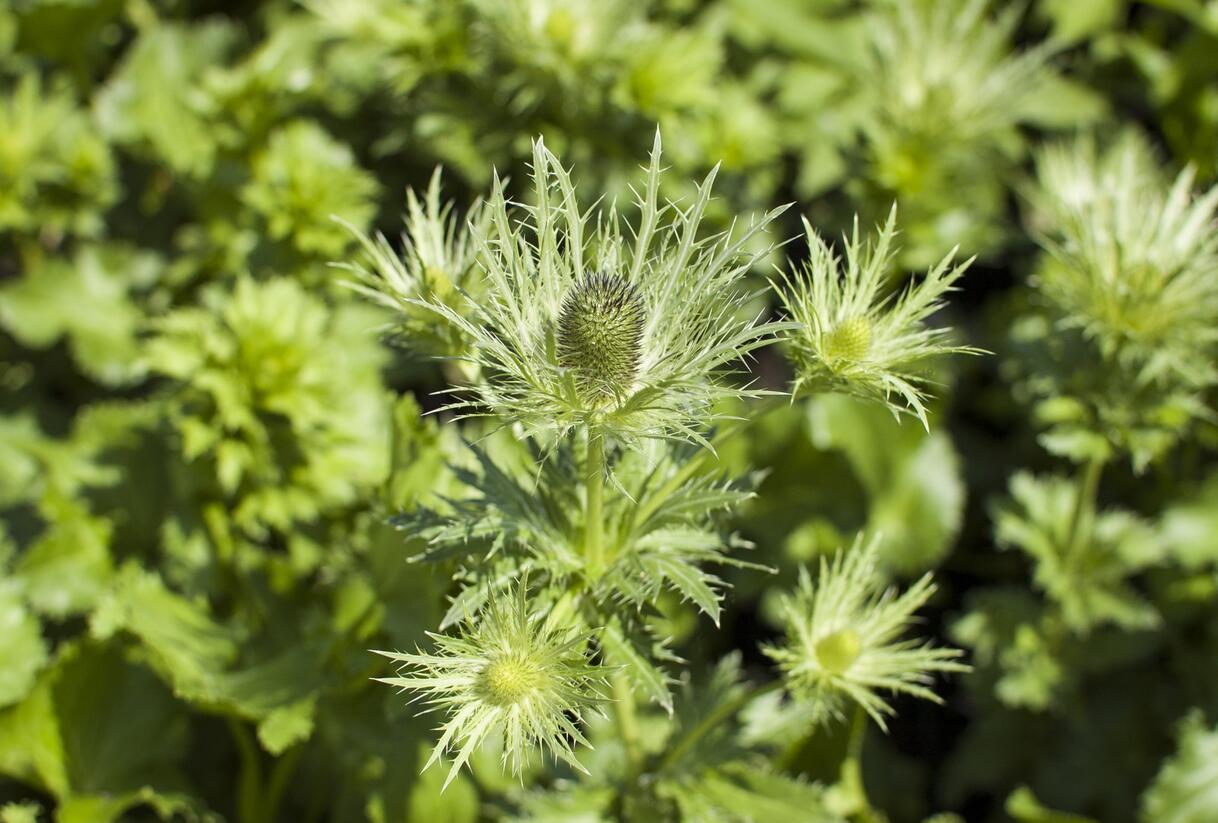 Máčka alpská 'Blue Star' - Eryngium alpinum 'Blue Star'