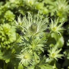 Máčka alpská 'Blue Star' - Eryngium alpinum 'Blue Star'