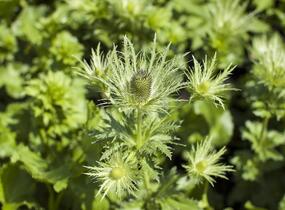 Máčka alpská 'Blue Star' - Eryngium alpinum 'Blue Star'