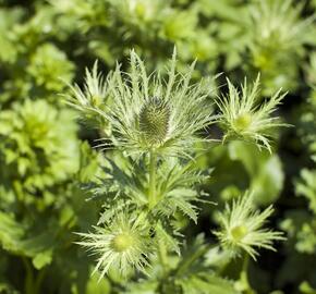 Máčka alpská 'Blue Star' - Eryngium alpinum 'Blue Star'