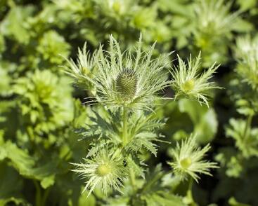 Máčka alpská 'Blue Star'