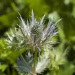 Máčka alpská 'Blue Star' - Eryngium alpinum 'Blue Star'