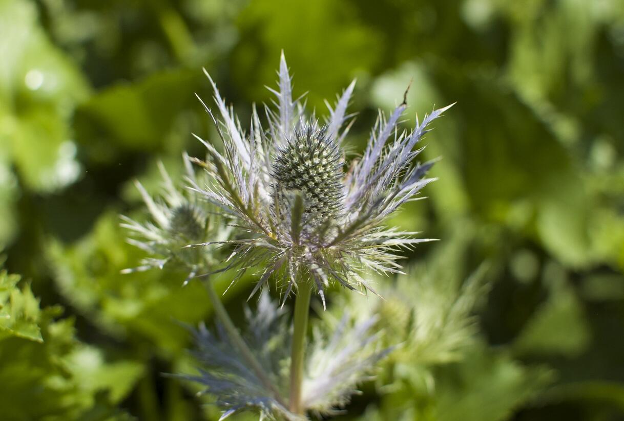 Máčka alpská 'Blue Star' - Eryngium alpinum 'Blue Star'
