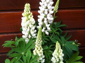 Lupina mnoholistá 'Lupini White' - Lupinus polyphyllus 'Lupini White'