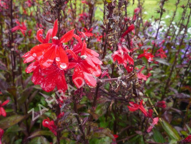 Lobelka 'Fan Scarlet' - Lobelia speciosa 'Fan Scarlet'