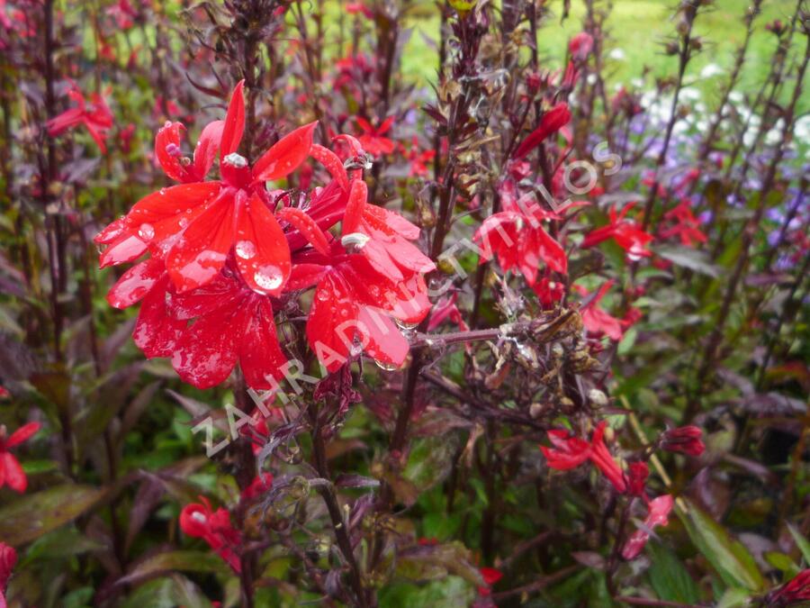 Lobelka 'Fan Scarlet' - Lobelia speciosa 'Fan Scarlet'