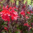 Lobelka 'Fan Scarlet' - Lobelia speciosa 'Fan Scarlet'