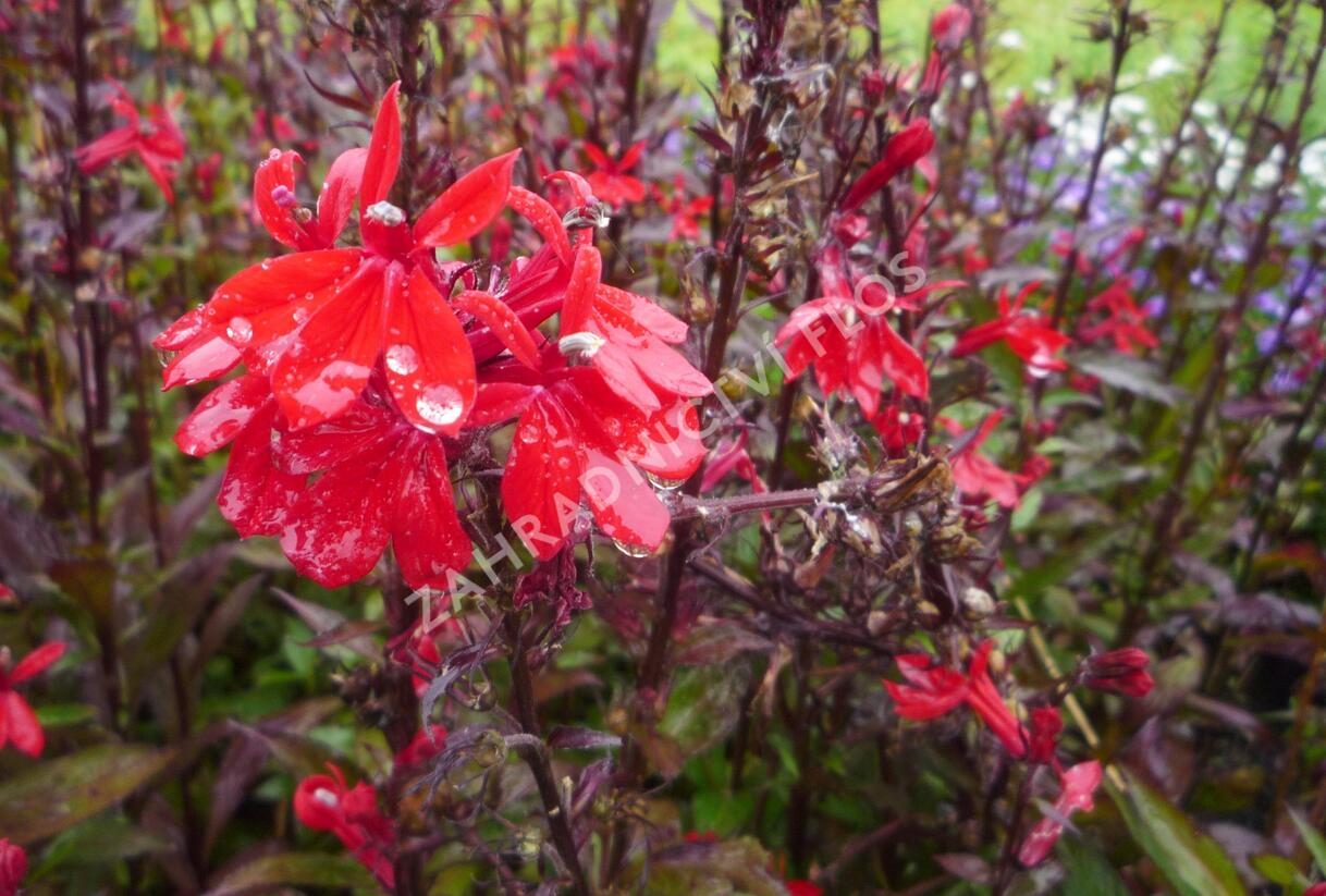 Lobelka 'Fan Scarlet' - Lobelia speciosa 'Fan Scarlet'