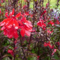 Lobelka 'Fan Scarlet' - Lobelia speciosa 'Fan Scarlet'