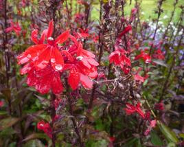 Lobelka 'Fan Scarlet'