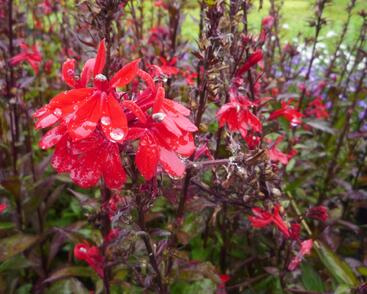 Lobelka 'Fan Scarlet'