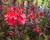 Lobelka 'Fan Scarlet'