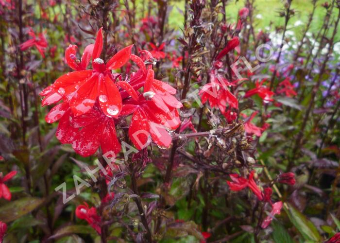 Lobelka 'Fan Scarlet' - Lobelia speciosa 'Fan Scarlet'