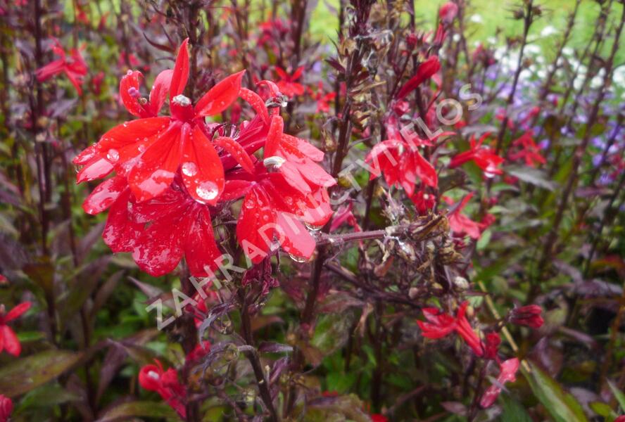Lobelka 'Fan Scarlet' - Lobelia speciosa 'Fan Scarlet'