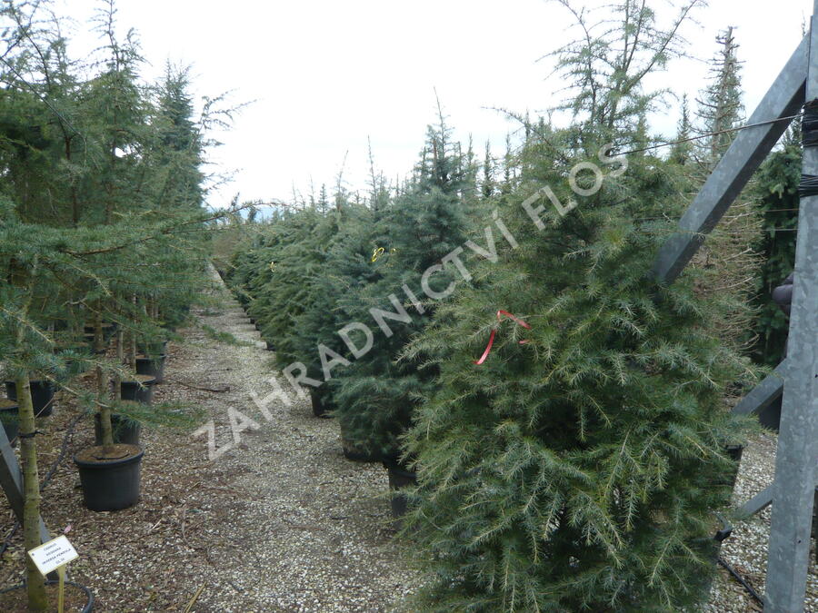 Cedr himalájský - Cedrus deodara