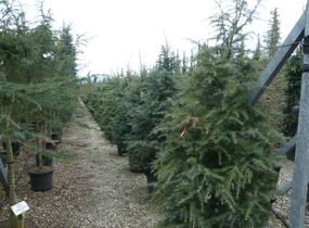 Cedr himalájský - Cedrus deodara