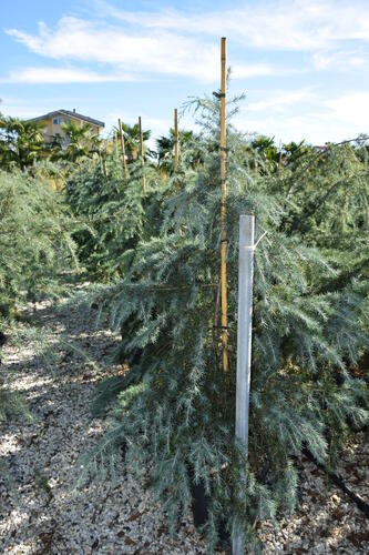 Cedr himalájský - Cedrus deodara