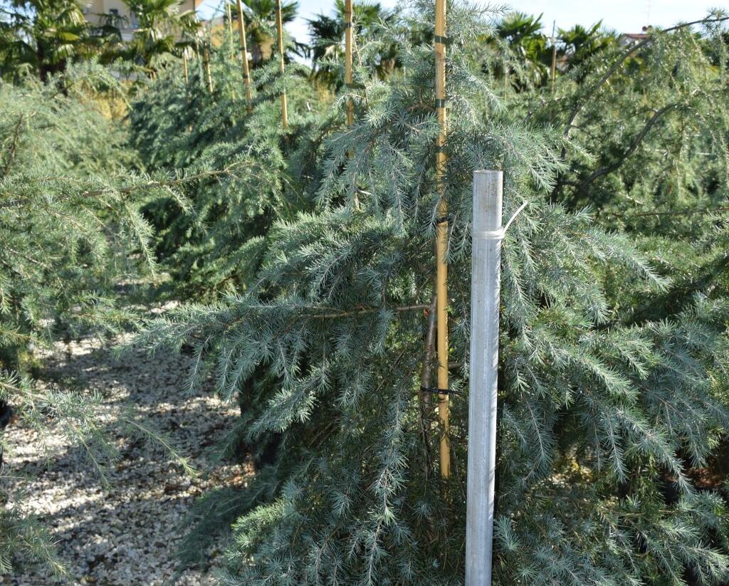 Cedr himalájský - Cedrus deodara
