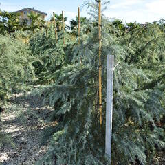 Cedr himalájský - Cedrus deodara