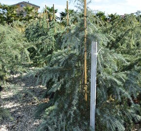 Cedr himalájský - Cedrus deodara