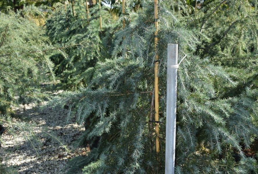 Cedr himalájský - Cedrus deodara
