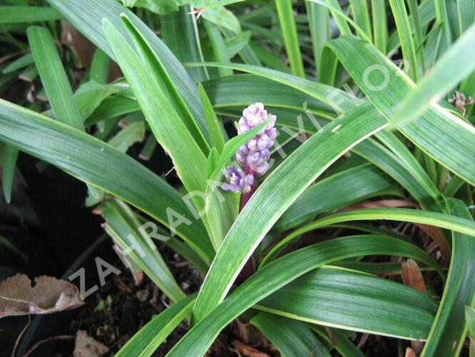 Liriope 'Gold Banded' - Liriope muscari 'Gold Banded'