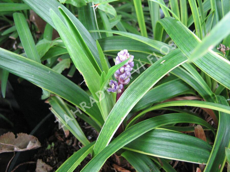 Liriope 'Gold Banded' - Liriope muscari 'Gold Banded'