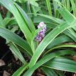 Liriope 'Gold Banded' - Liriope muscari 'Gold Banded'