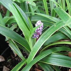 Liriope 'Gold Banded' - Liriope muscari 'Gold Banded'