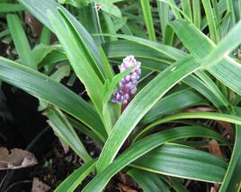 Liriope 'Gold Banded'