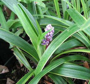 Liriope 'Gold Banded' - Liriope muscari 'Gold Banded'