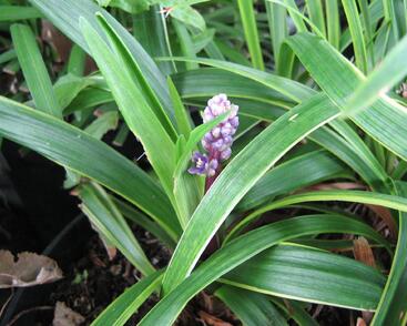 Liriope 'Gold Banded'