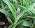 Liriope 'Gold Banded'