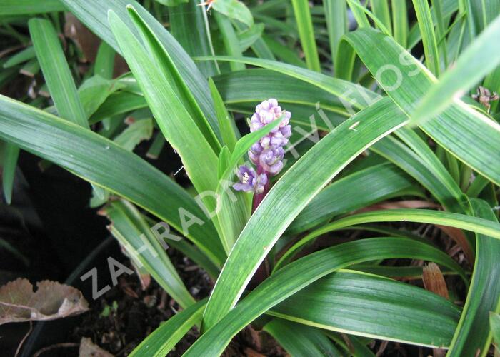 Liriope 'Gold Banded' - Liriope muscari 'Gold Banded'