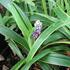 liriope-gold-banded.jpg