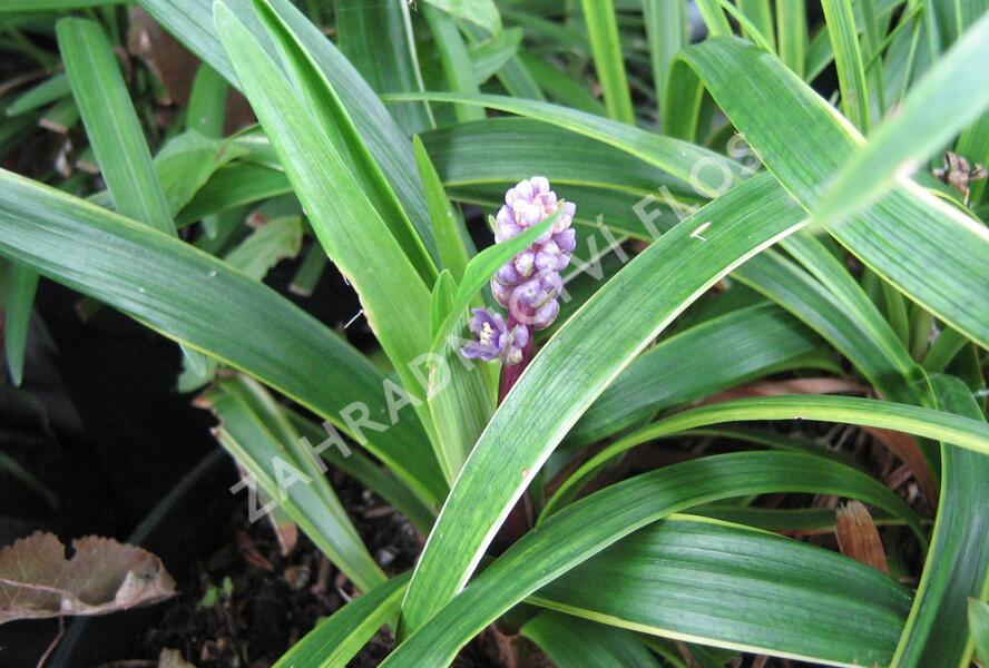 Liriope 'Gold Banded' - Liriope muscari 'Gold Banded'