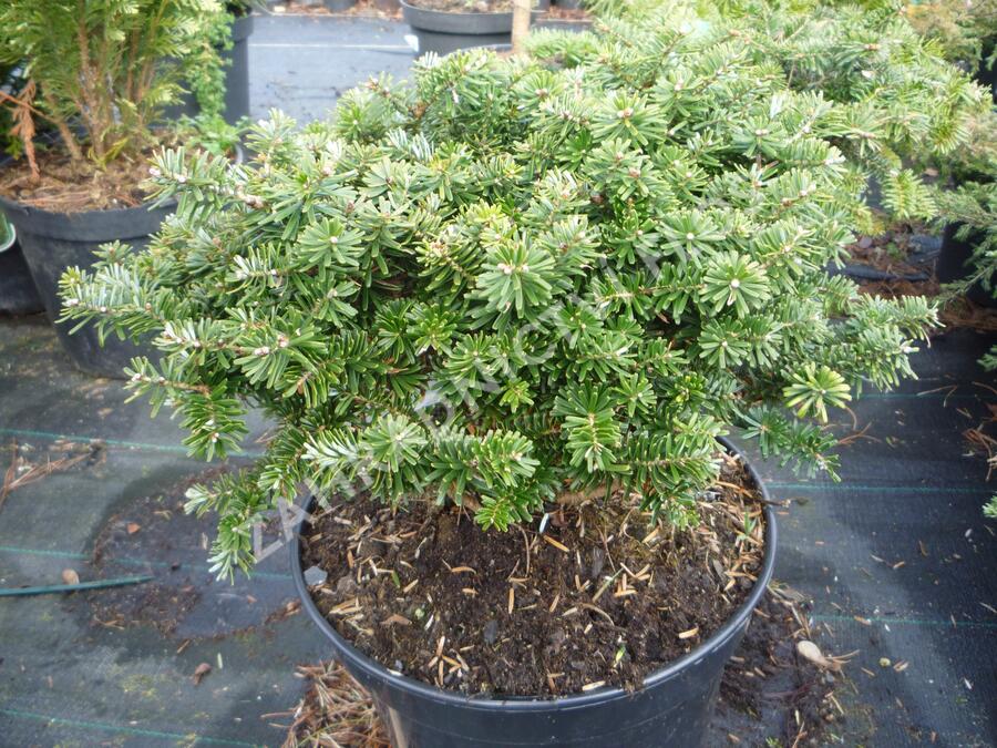 Jedle korejská 'Brillant' - Abies koreana 'Brillant'