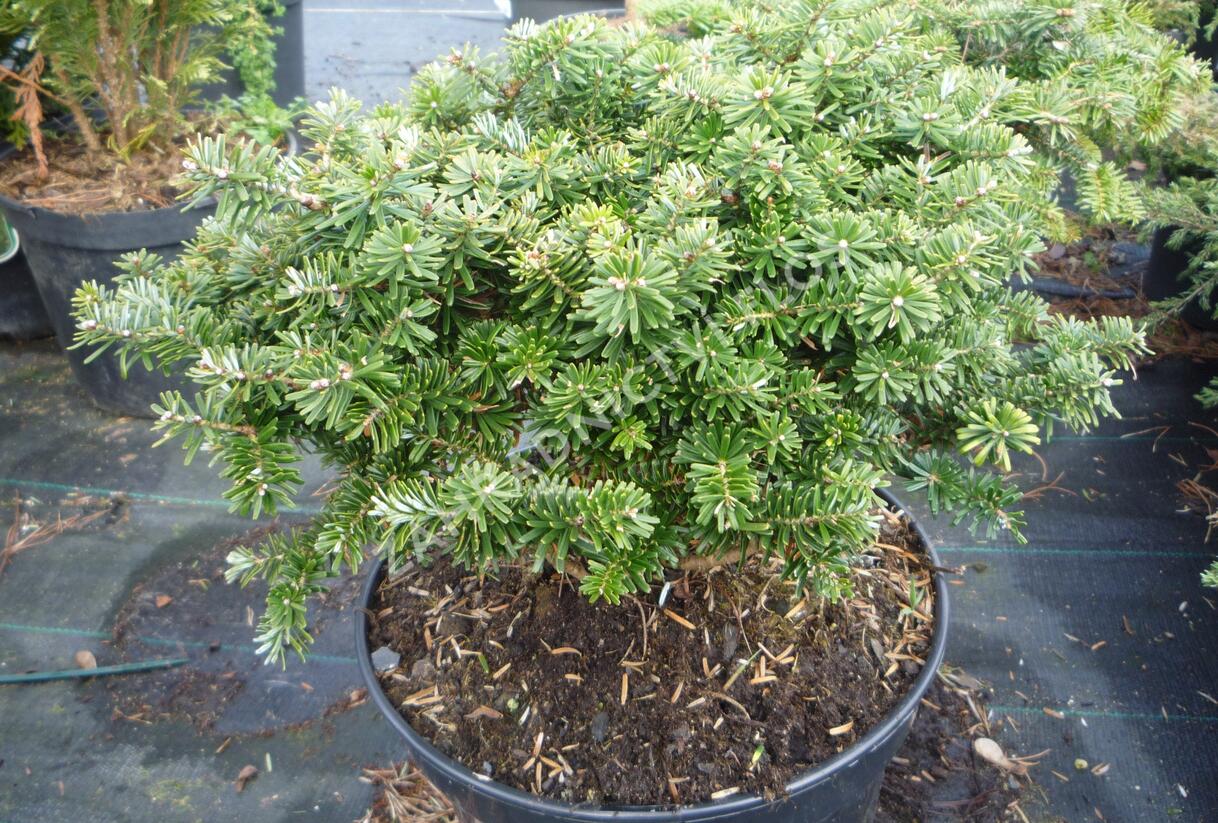 Jedle korejská 'Brillant' - Abies koreana 'Brillant'