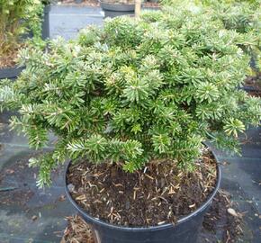 Jedle korejská 'Brillant' - Abies koreana 'Brillant'