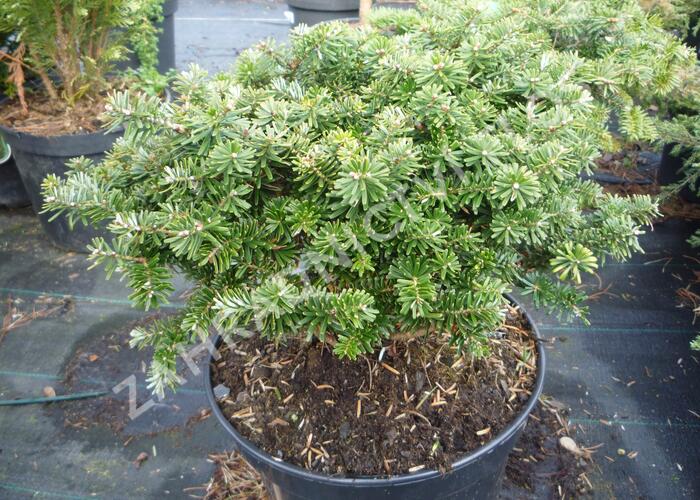 Jedle korejská 'Brillant' - Abies koreana 'Brillant'