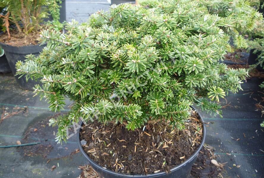Jedle korejská 'Brillant' - Abies koreana 'Brillant'