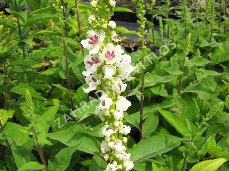 Divizna černá 'Album' - Verbascum nigrum 'Album'